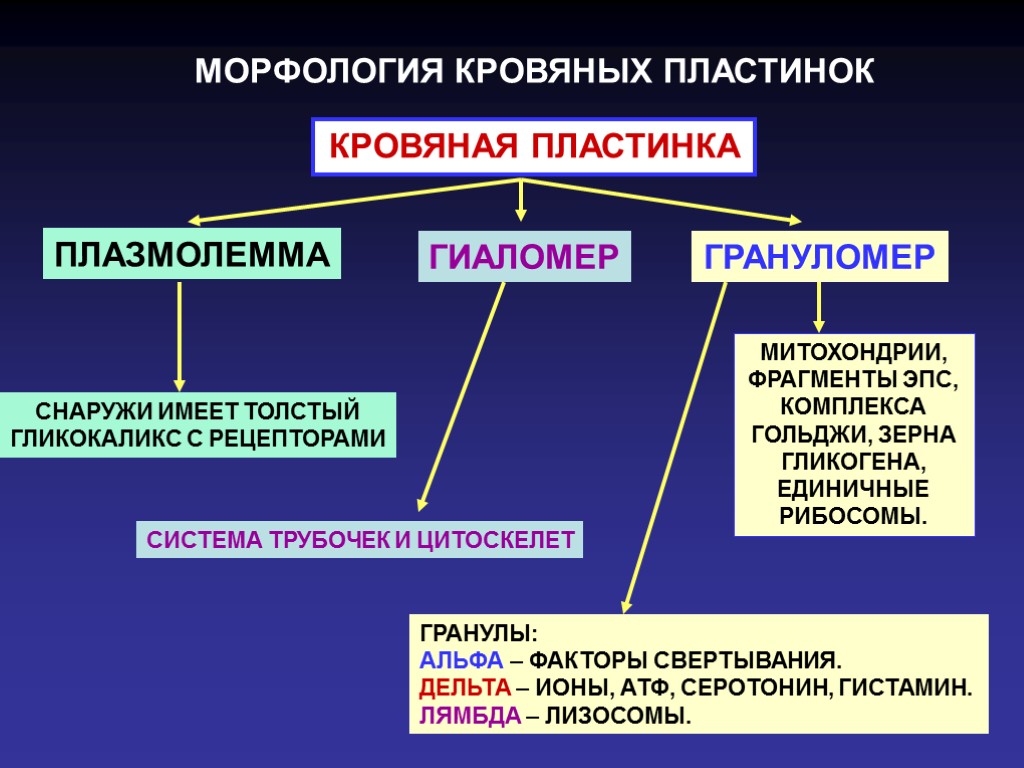 МОРФОЛОГИЯ КРОВЯНЫХ ПЛАСТИНОК КРОВЯНАЯ ПЛАСТИНКА ПЛАЗМОЛЕММА СНАРУЖИ ИМЕЕТ ТОЛСТЫЙ ГЛИКОКАЛИКС С РЕЦЕПТОРАМИ ГИАЛОМЕР ГРАНУЛОМЕР